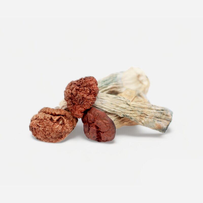 magic mushroom buy