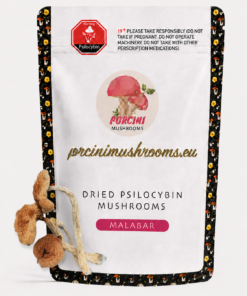 Malabar Magic Mushrooms