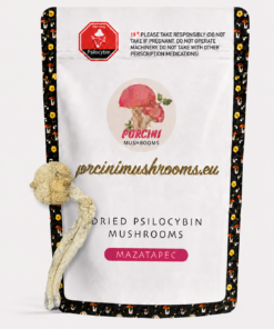 Mazatapec Magic Mushrooms
