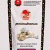 Albino Treasure Mushrooms Strain