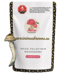 Cambodian Magic Mushrooms