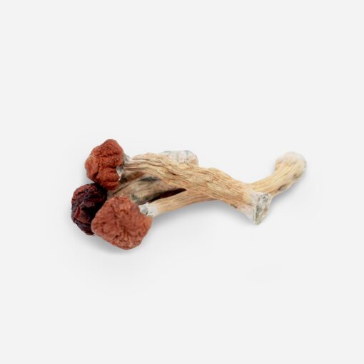FloridaWhite-1 magic mushroom sale