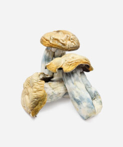 Hillbilly Magic Mushrooms