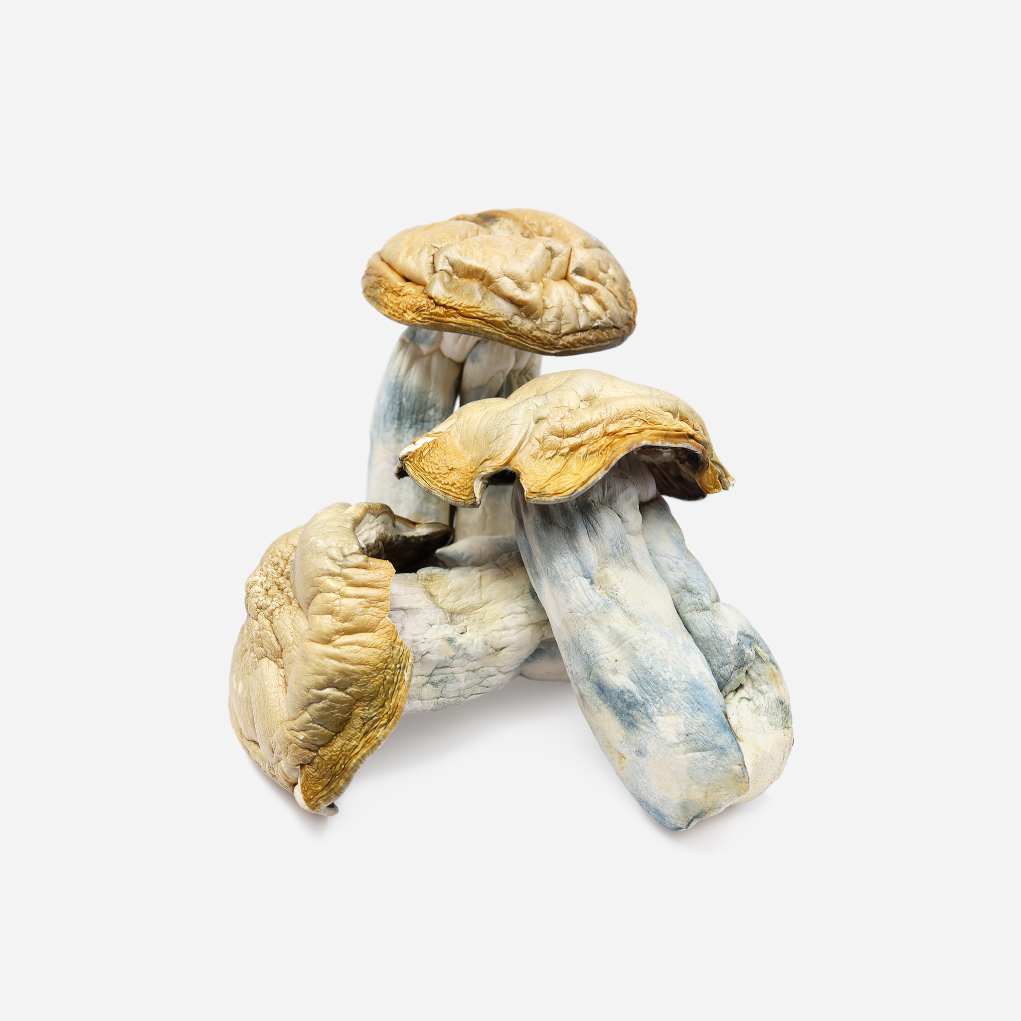 IMG_1065-HILL-BILLY-PUMPKIN