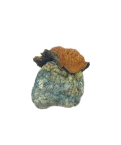 magic mushroom bestellen