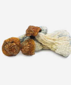 Gold Member Magic Mushrooms