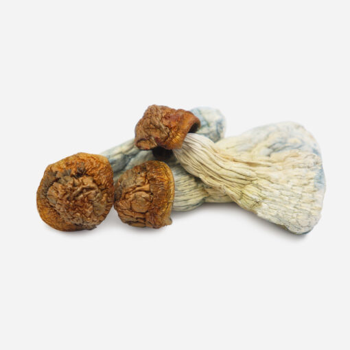 magic mushroom shop