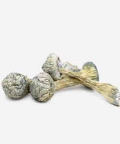 Albino Treasure Coast Magic Mushrooms