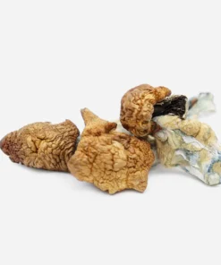 Koh Samui Magic Mushrooms