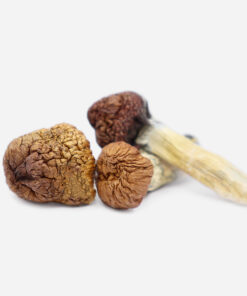 Mazatapec Magic Mushrooms