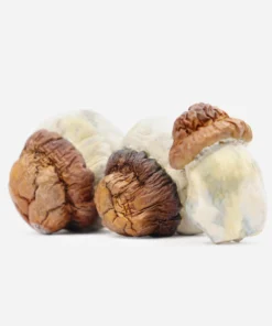 Code Blue Magic Mushrooms