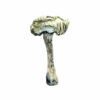 psybin mushrooms