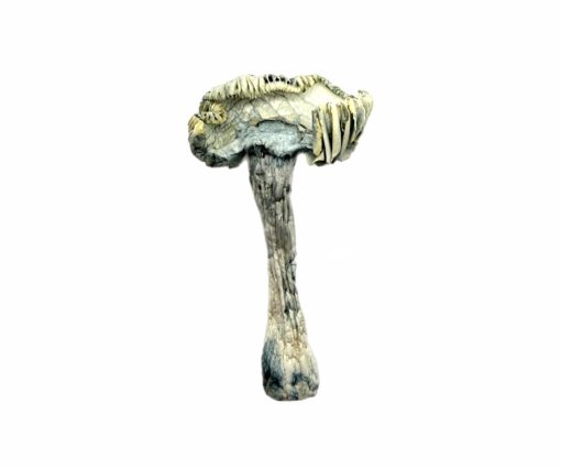 jedi mind fuck mushrooms strain