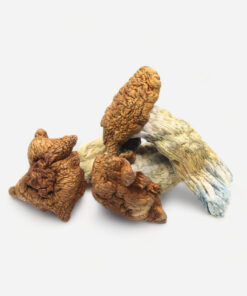 King Kong Magic Mushrooms