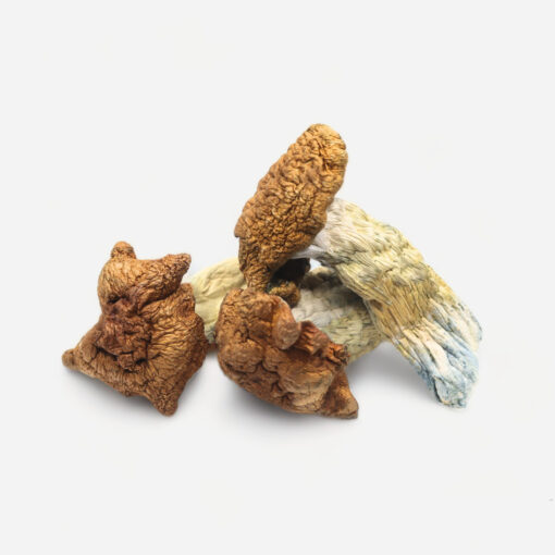 magic mushroom store