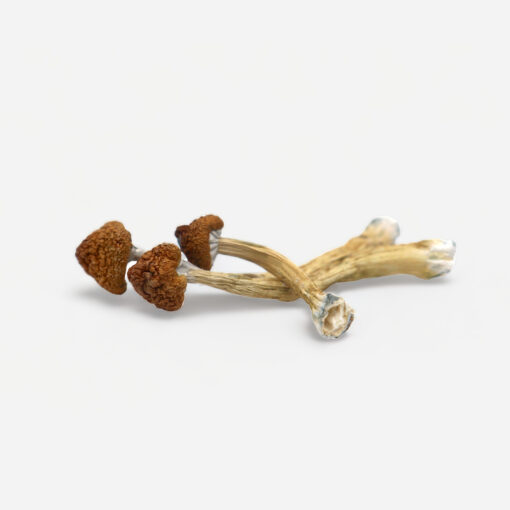 MEX holland magic mushrooms