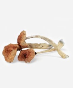 Malabar Magic Mushrooms