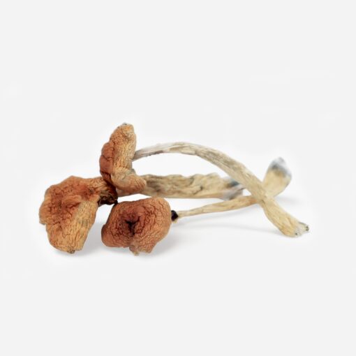 magic mushrooms purchase