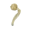 Mazatapec-product-2-min-scaled Mazatapec Magic Mushrooms
