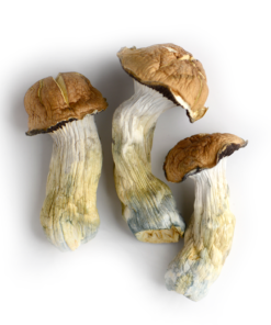 magic mushroom dosis