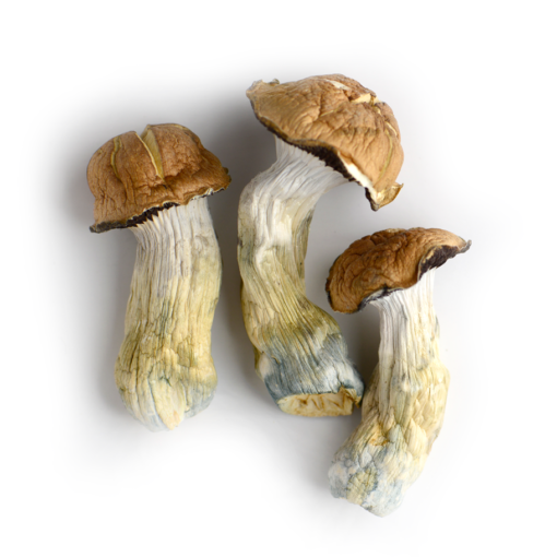 tidal wave mushroom strain