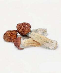 Tidal Wave Magic Mushrooms