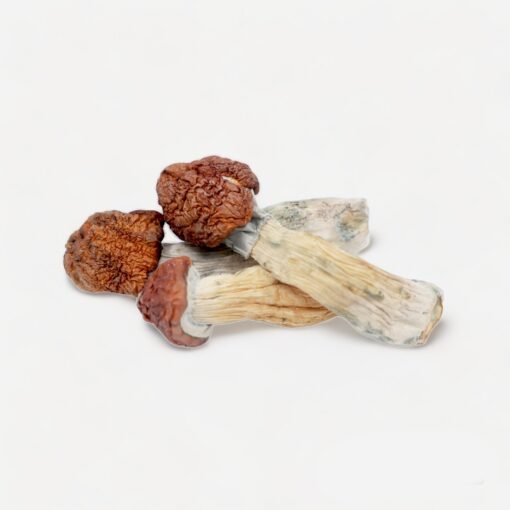 magic mushroom kopen
