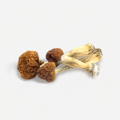 VIETNAM-1 buy magic mushroom uk