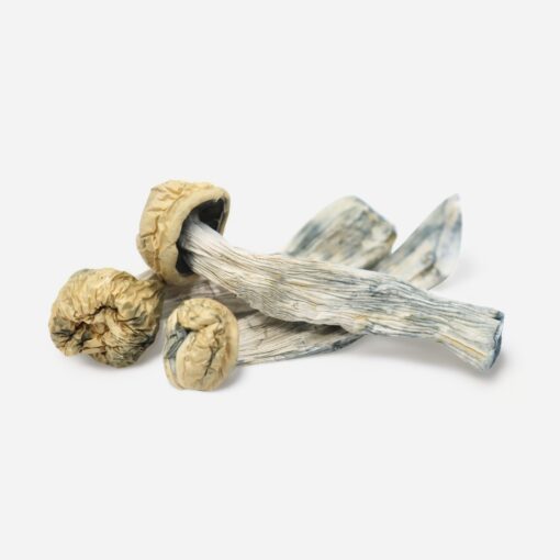 YETI exotic yeti mushroom strain