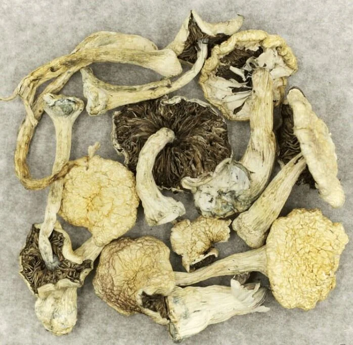 magic mushroom billericay