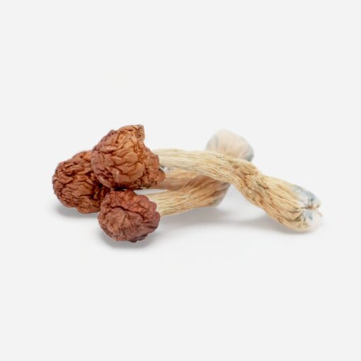 mpe buy magic mushrooms uk