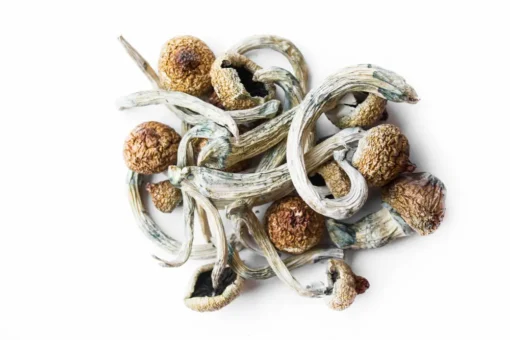 order magic mushrooms