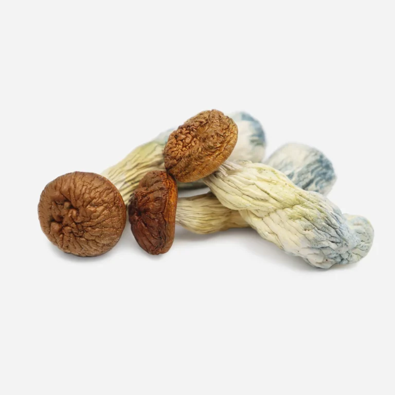 psilocybin cubensis