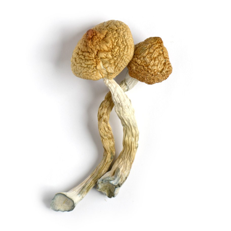 golden teacher wirkung