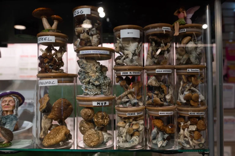 Amsterdam truffles guide