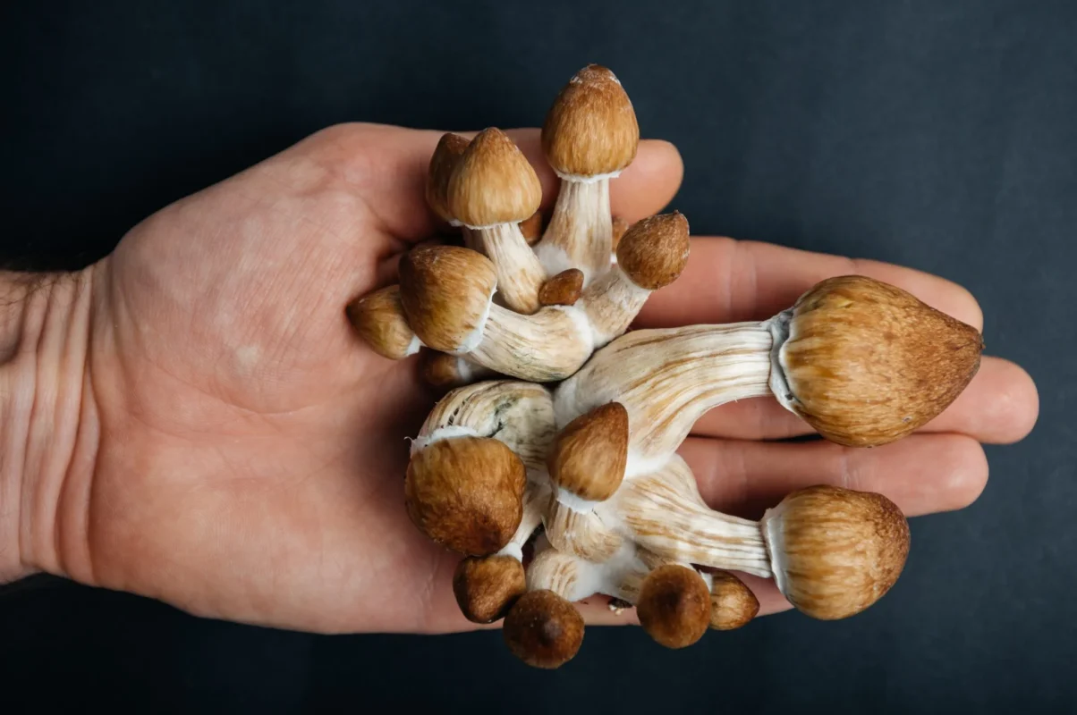 Amsterdam truffles guide