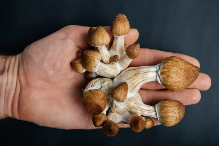 Amsterdam truffles guide