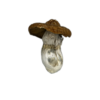 African Transkei Magic Mushrooms