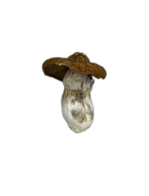 African Transkei Magic Mushrooms