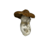 African Transkei Mushrooms
