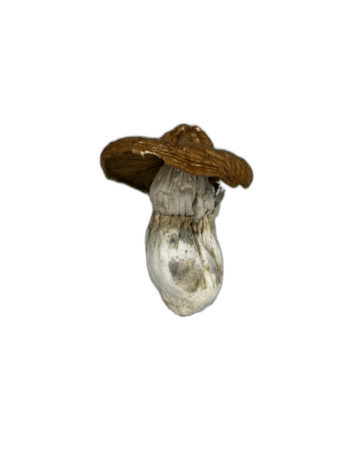 African Transkei Mushrooms