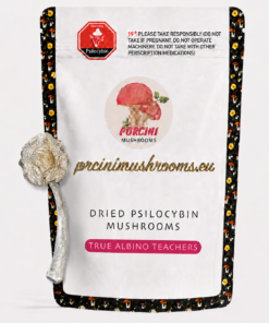 True Albino Teachers  Magic Mushroom