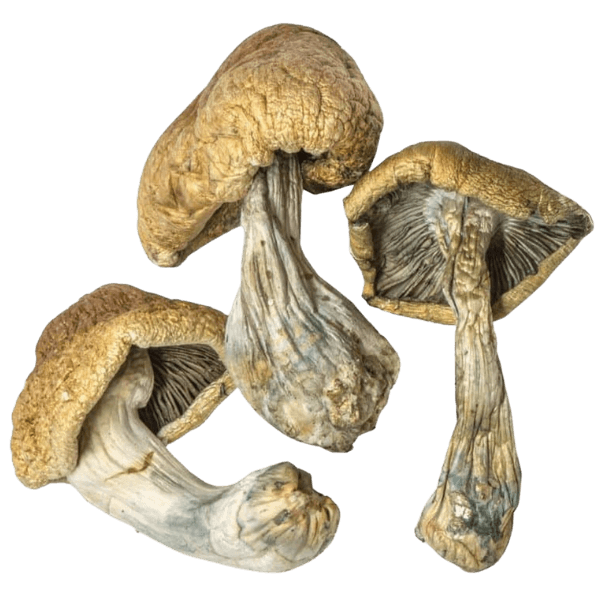 Dried mushrooms arranged together