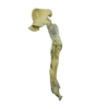 White Rabbit Dried Magic Mushrooms
