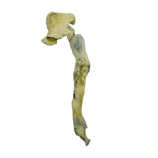 White Rabbit Dried Magic Mushrooms