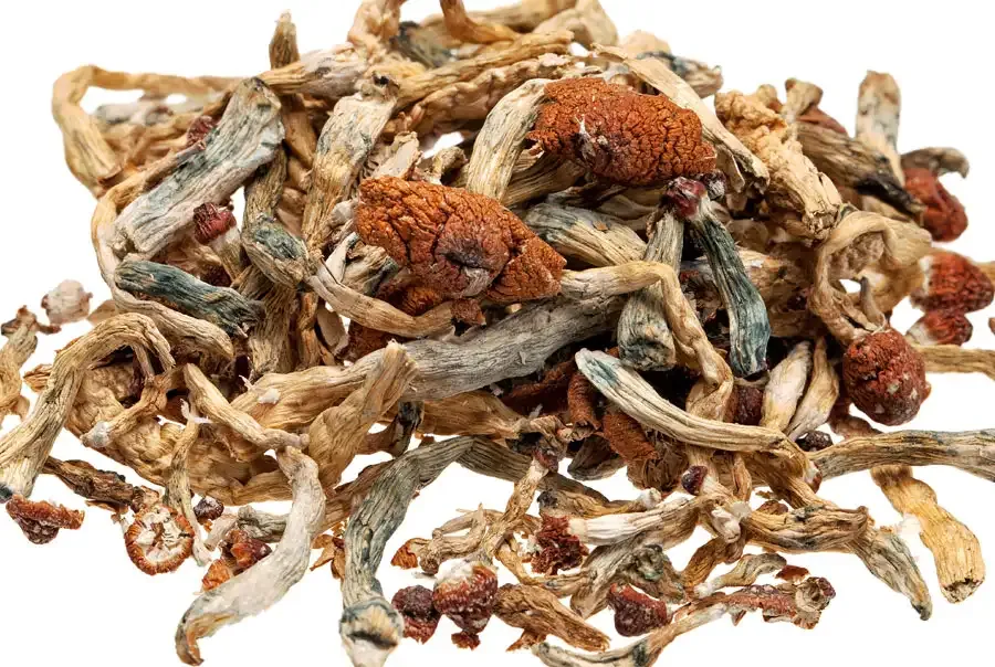 Dried Magic Mushrooms in Europe